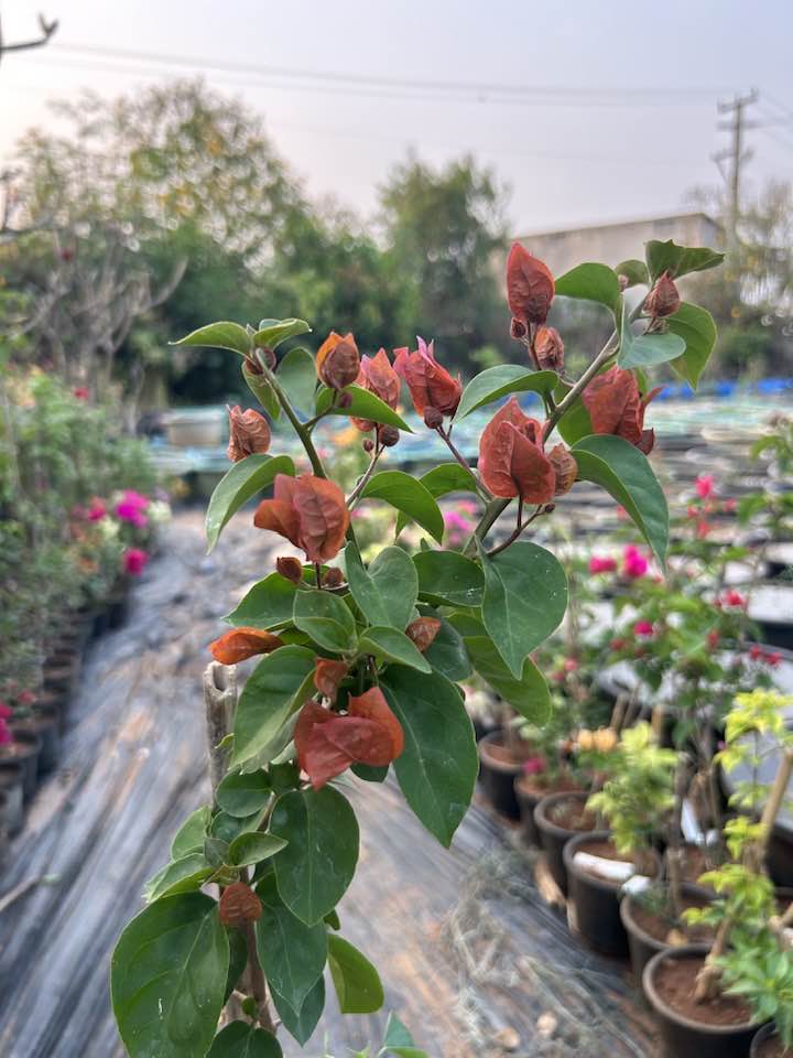 Chocolate Brown Bougainvillea