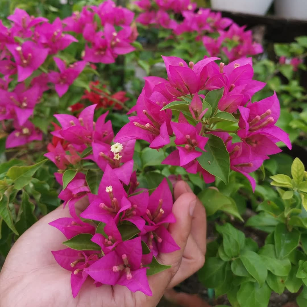 Kayata Bougainvillea