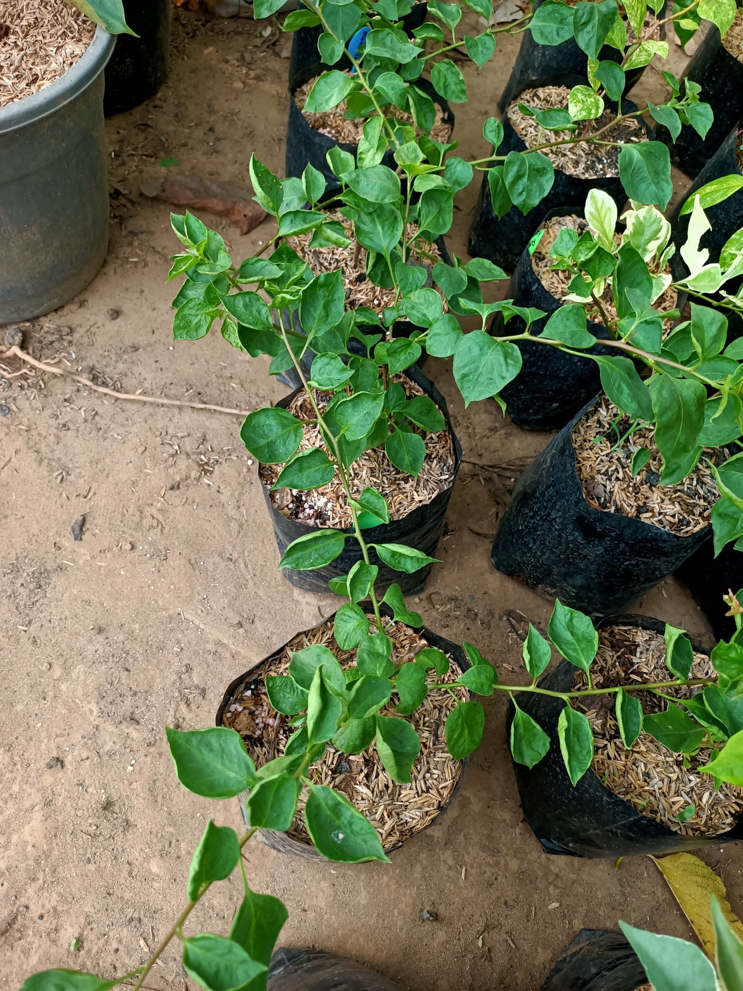 Black Monalisa Bougainvillea (top rare)