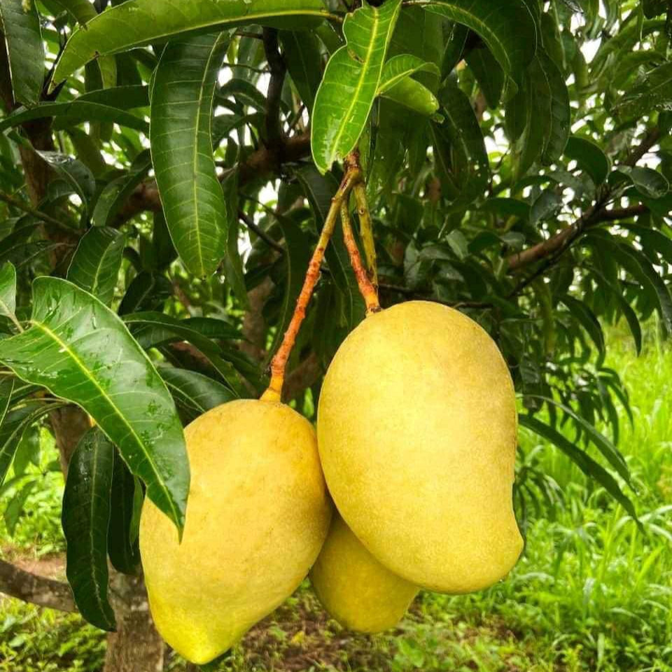 TJC Mango
