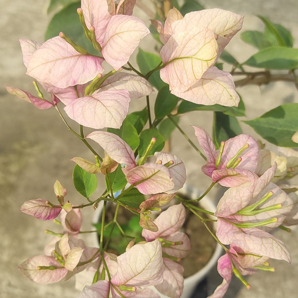 Geisha Bougainvillea