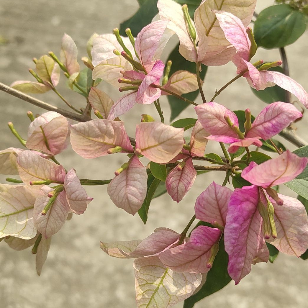 Geisha Bougainvillea