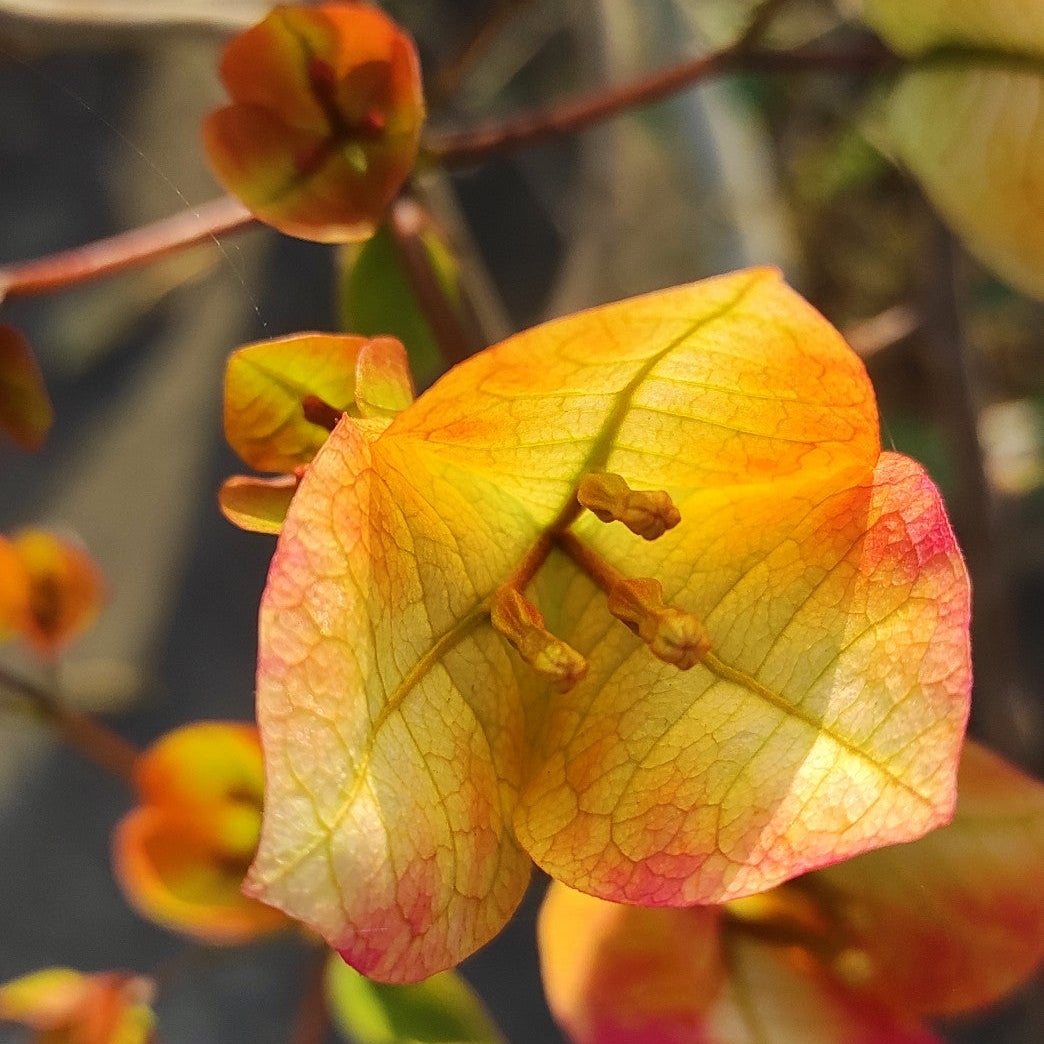 7 Star Bougainvillea
