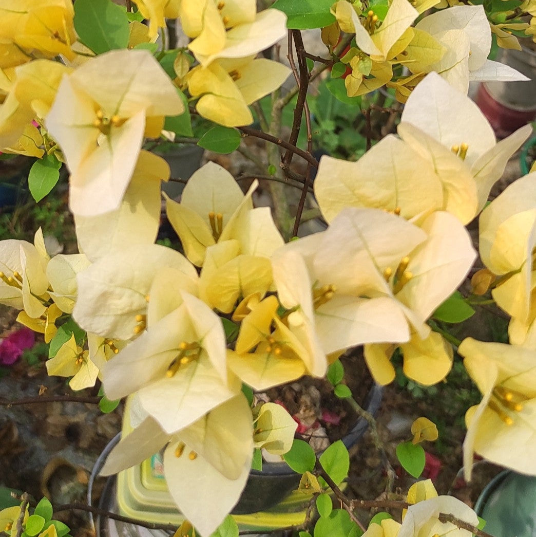 Suvarna Bougainvillea