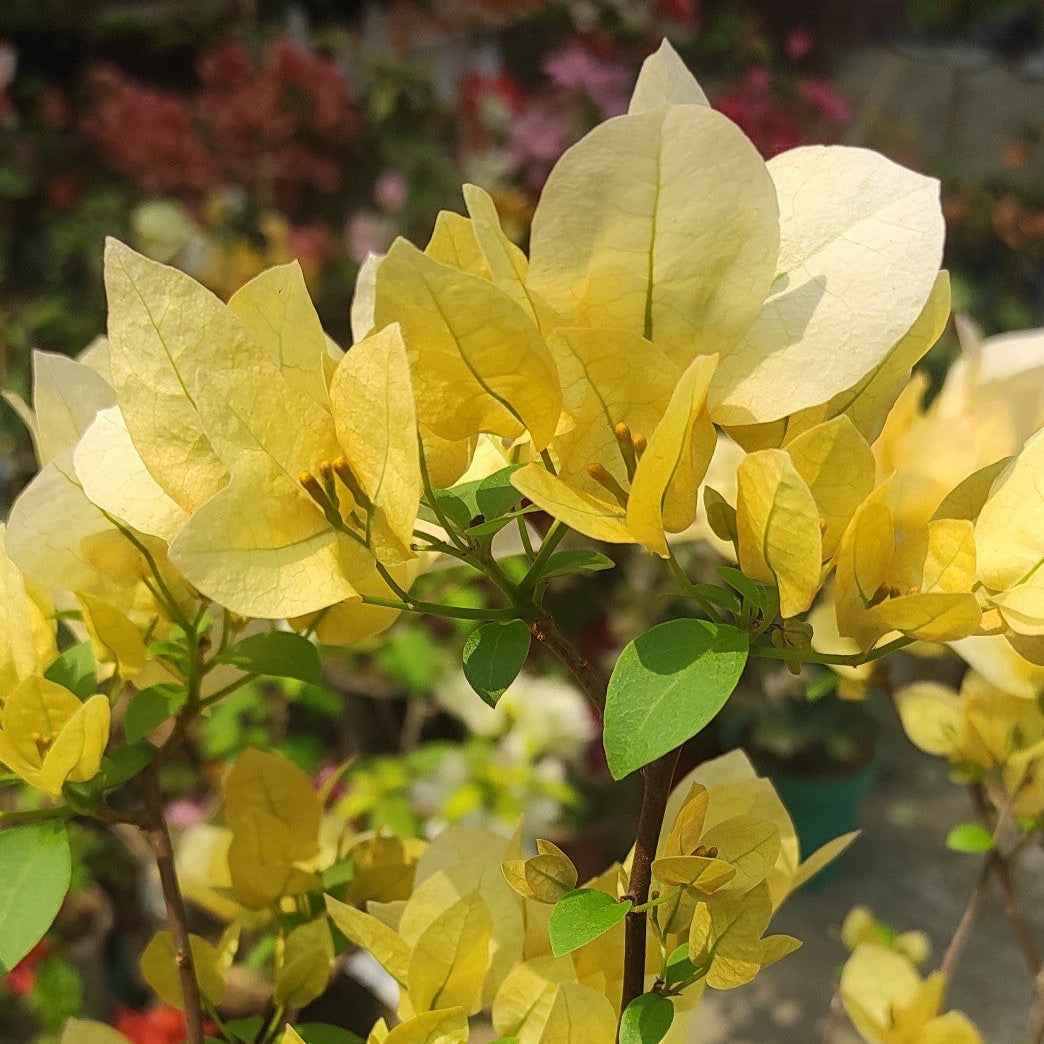 Suvarna Bougainvillea
