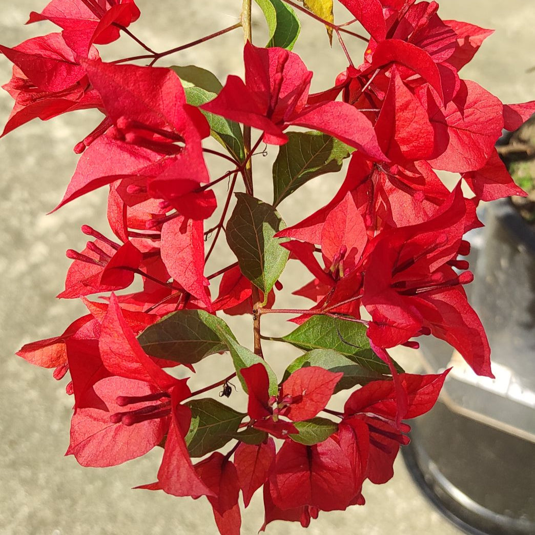 Ruby Red Bougainvillea