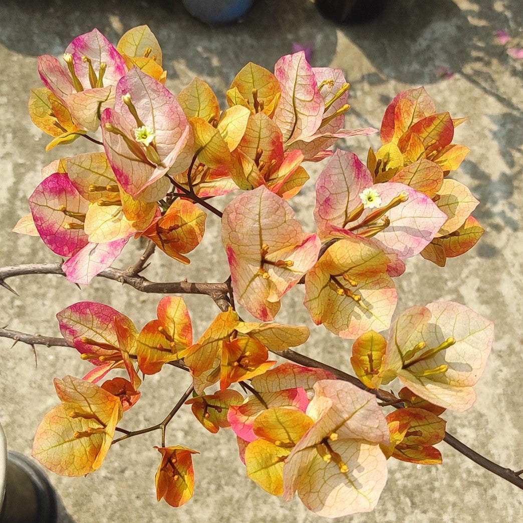 7 Star Bougainvillea