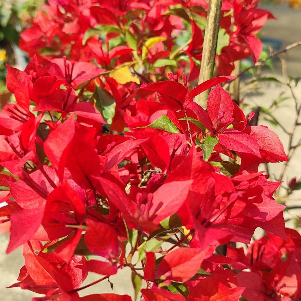Ruby Red Bougainvillea
