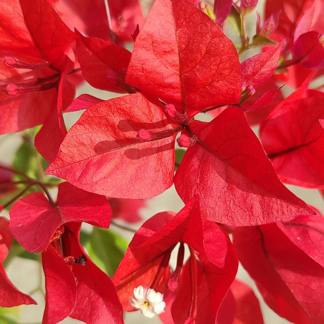 Ruby Red Bougainvillea
