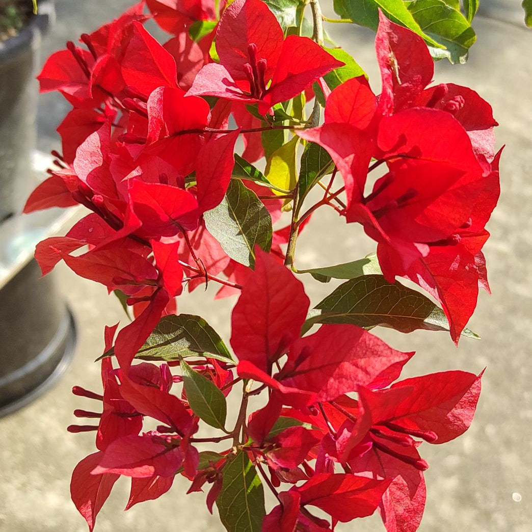 Ruby Red Bougainvillea