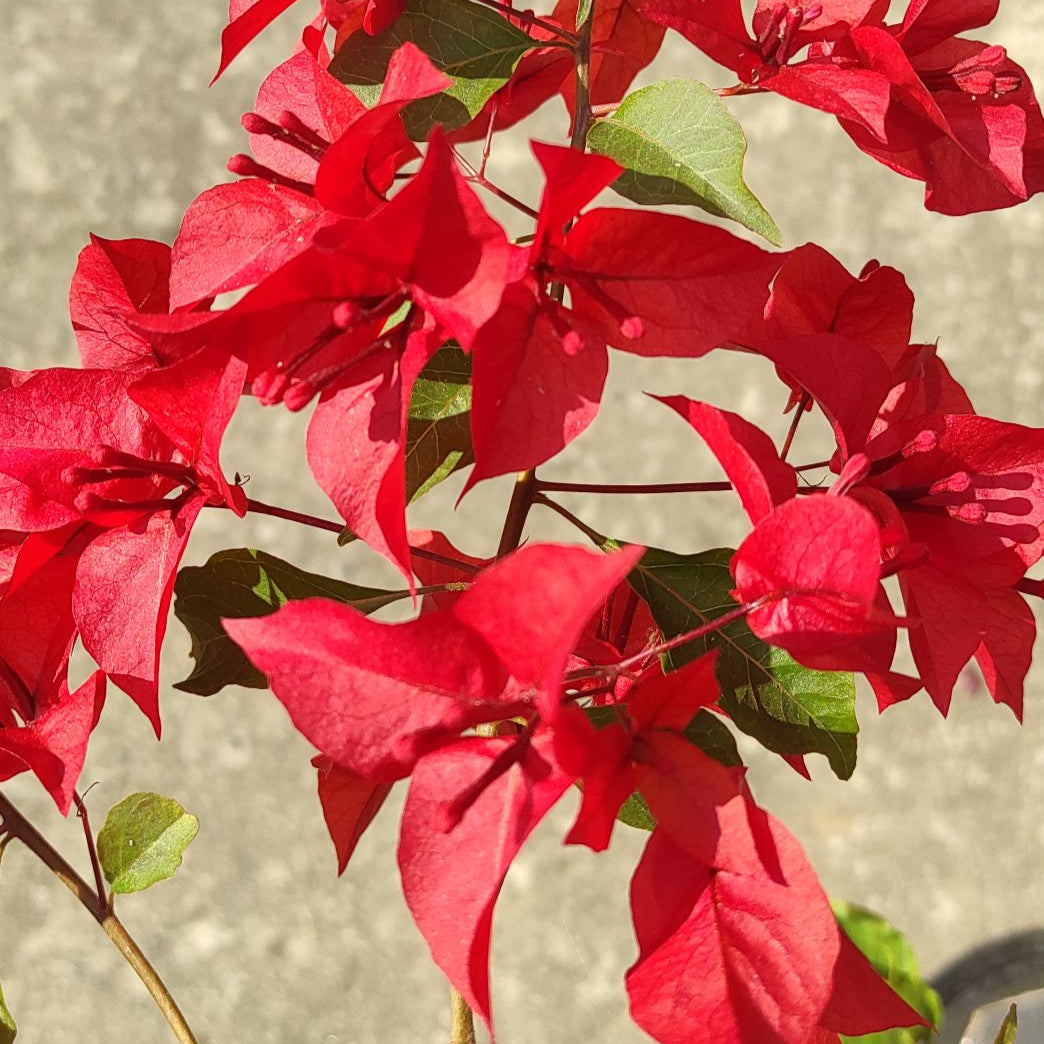 Ruby Red Bougainvillea