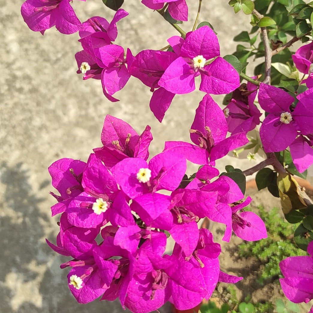 Spectrum Bougainvillea