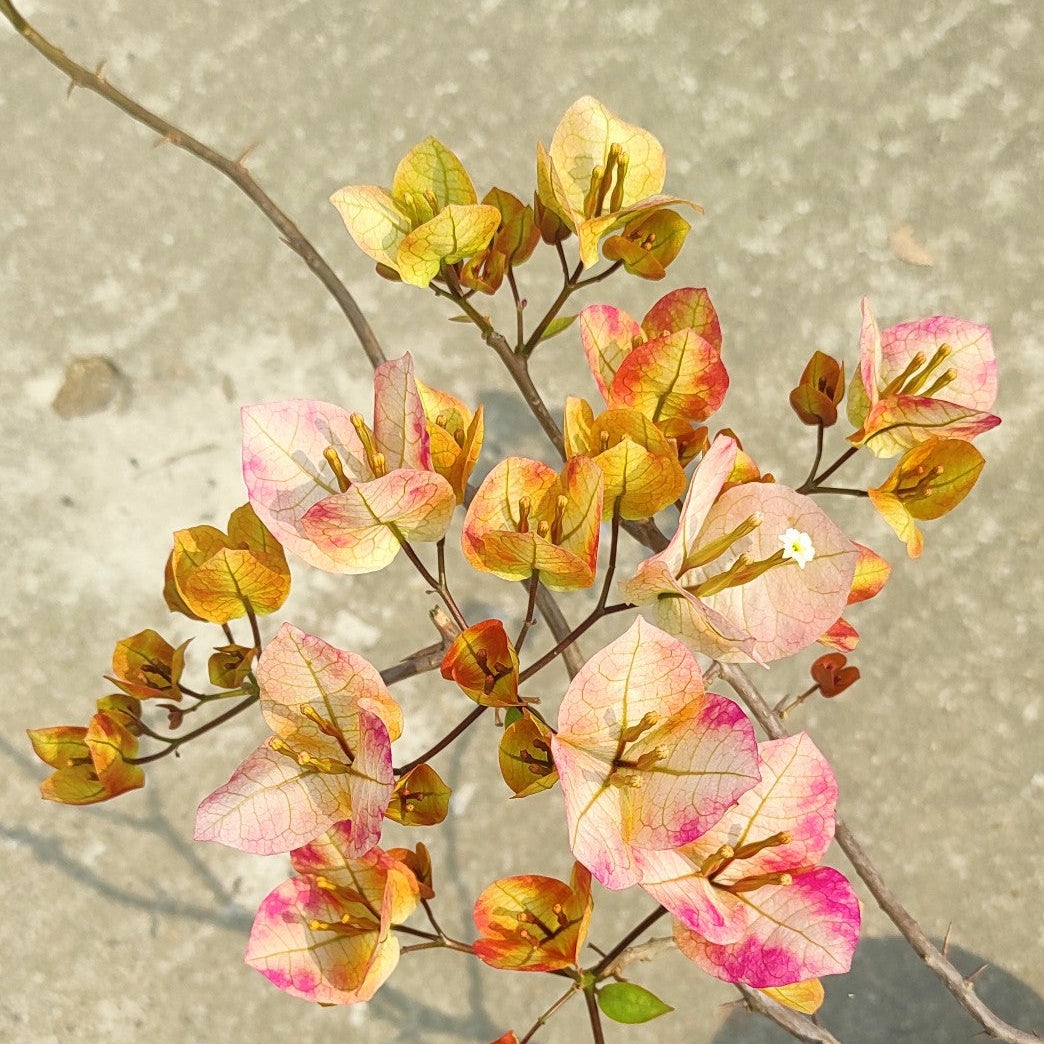 7 Star Bougainvillea