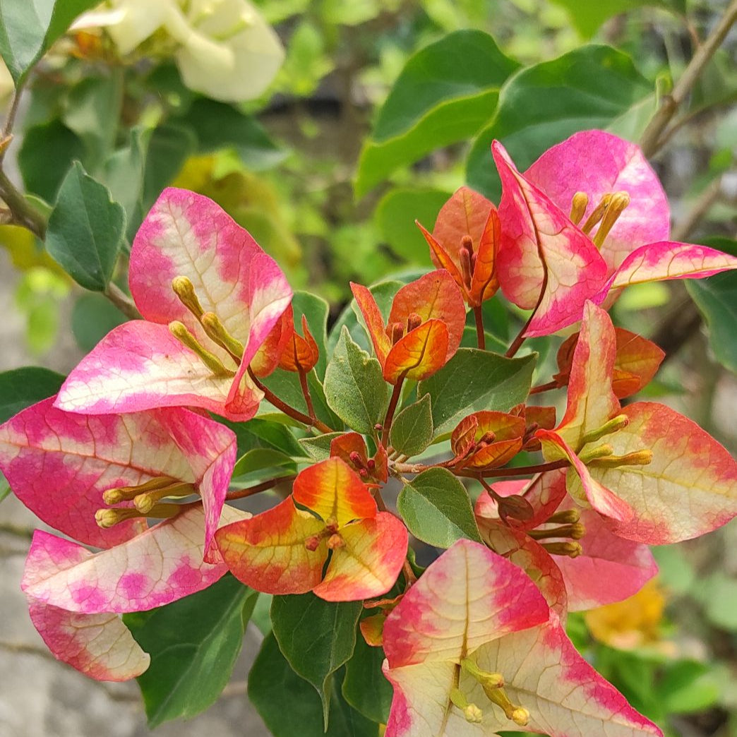 3 Star Bougainvillea