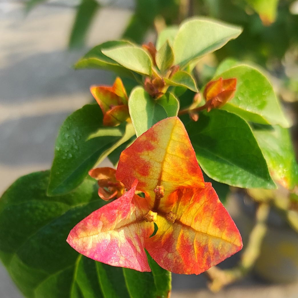 3 Star Bougainvillea