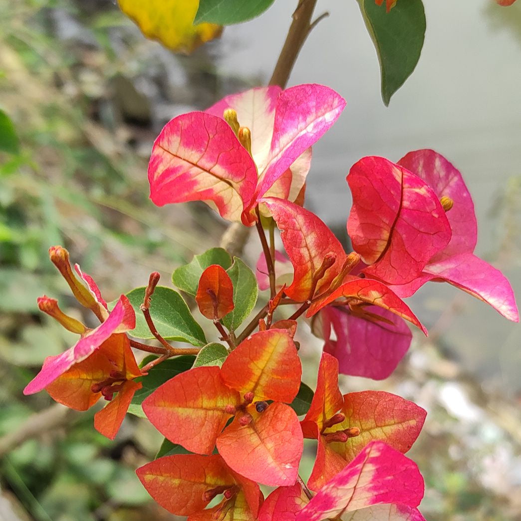 3 Star Bougainvillea