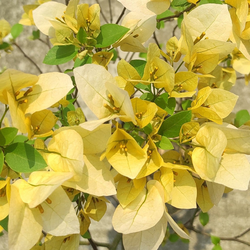 Suvarna Bougainvillea