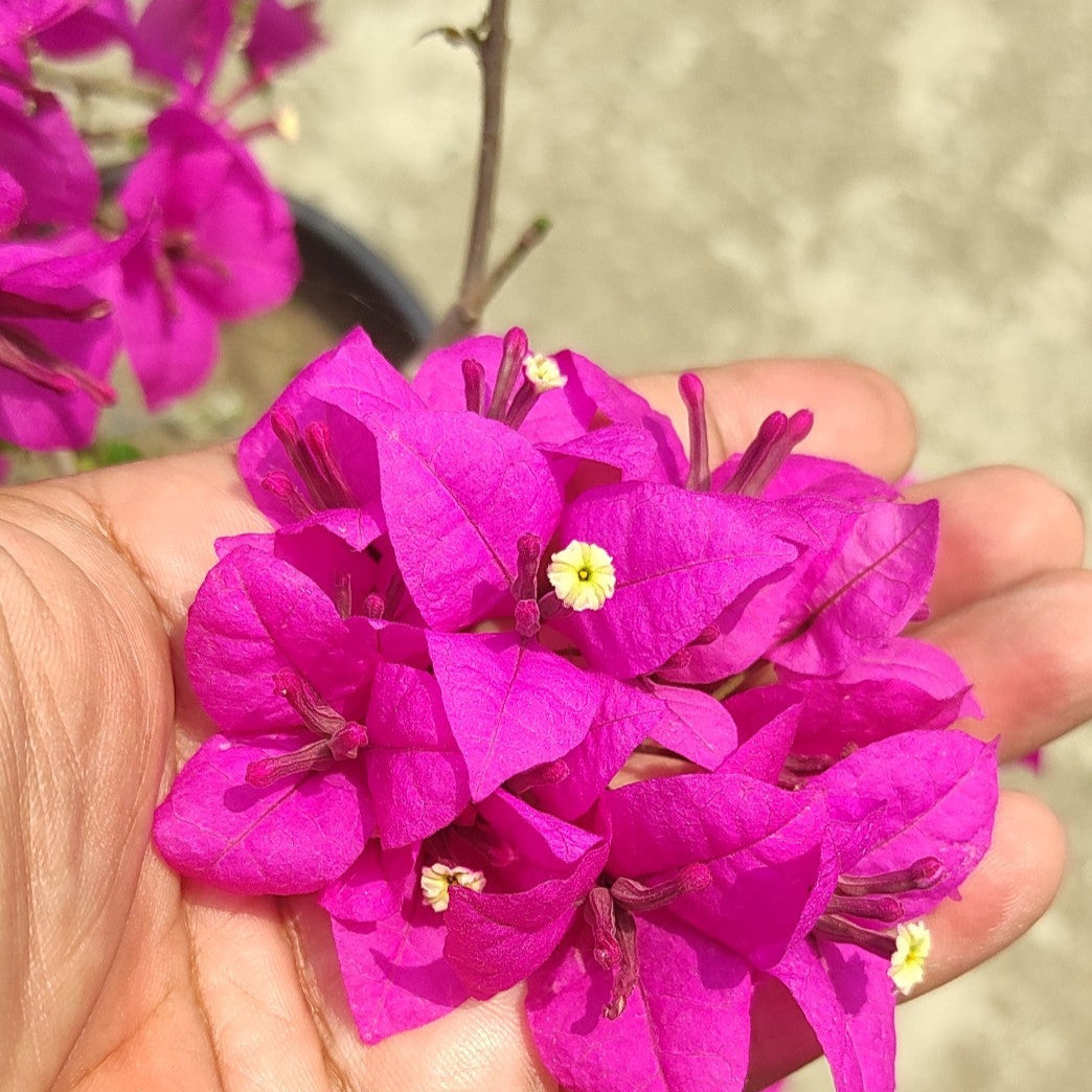Spectrum Bougainvillea