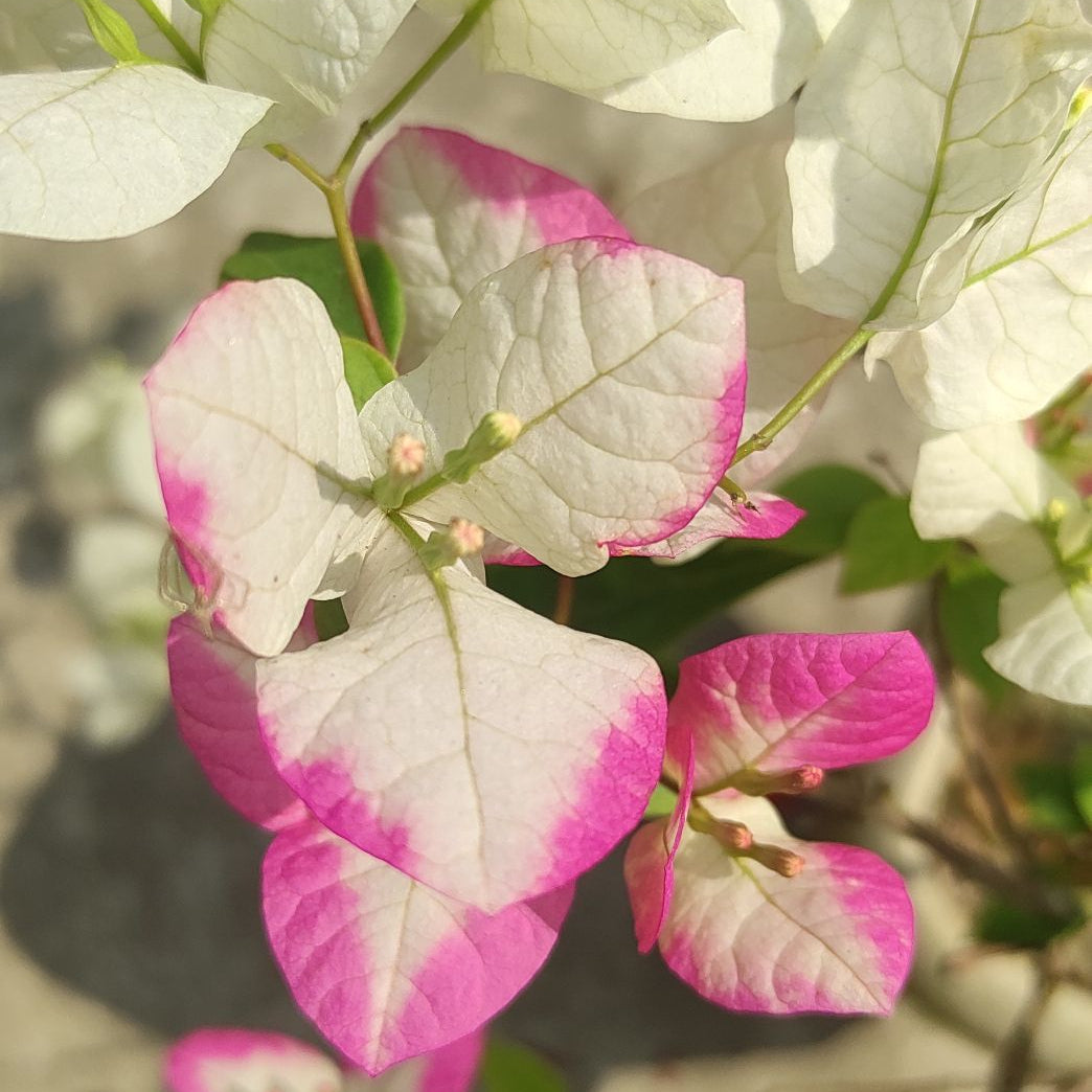 Lipstick Bougainvillea