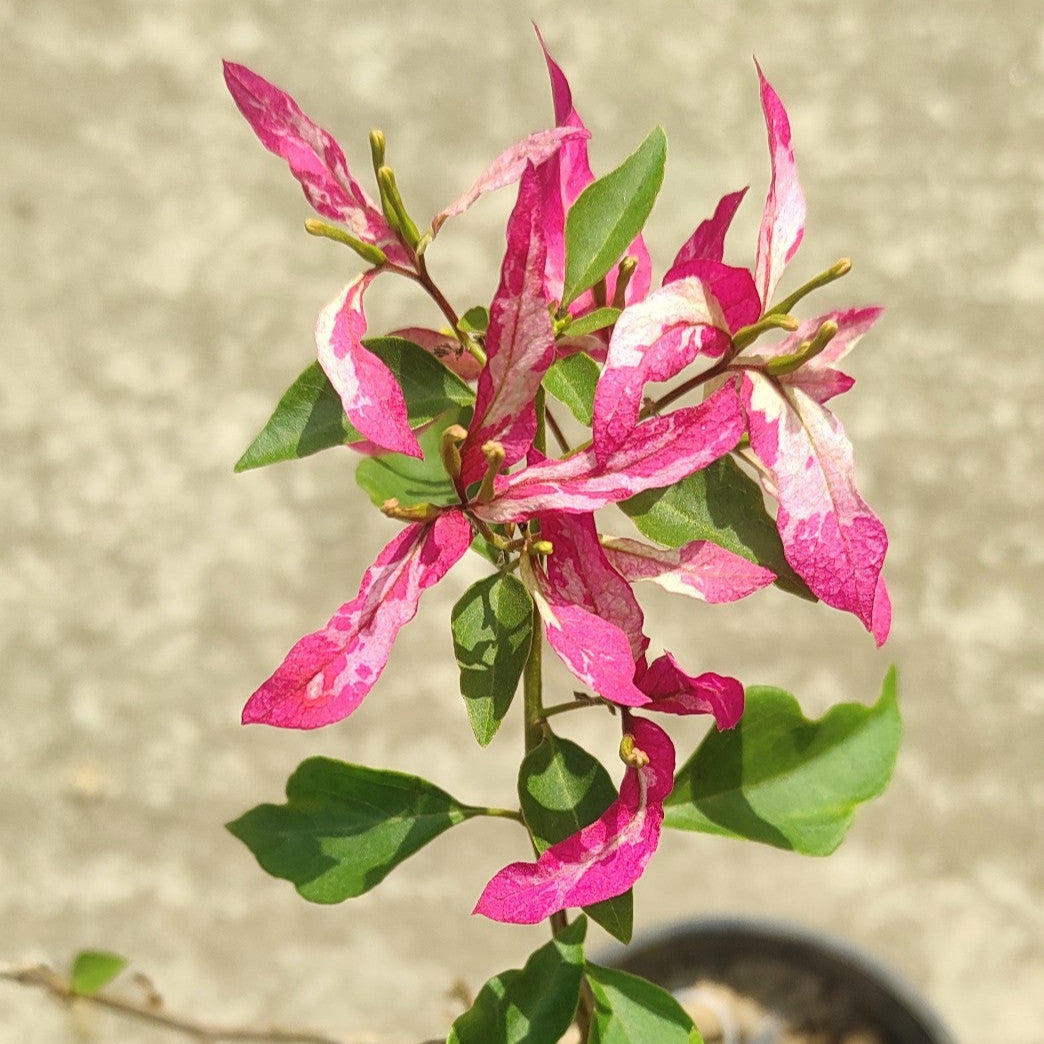 Sexy Ice Bougainvillea