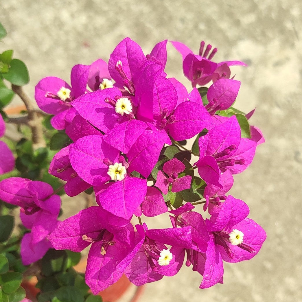 Spectrum Bougainvillea