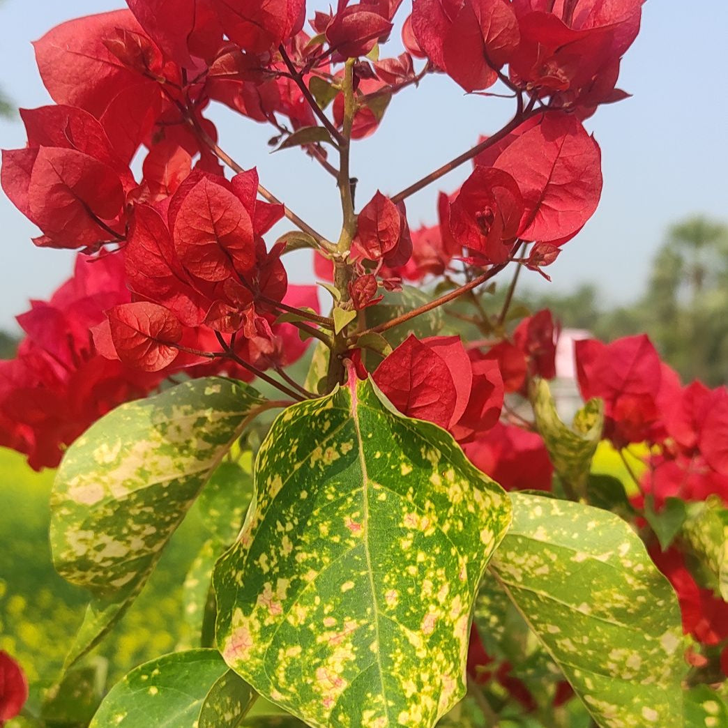 Red Diamond Bougainvillea
