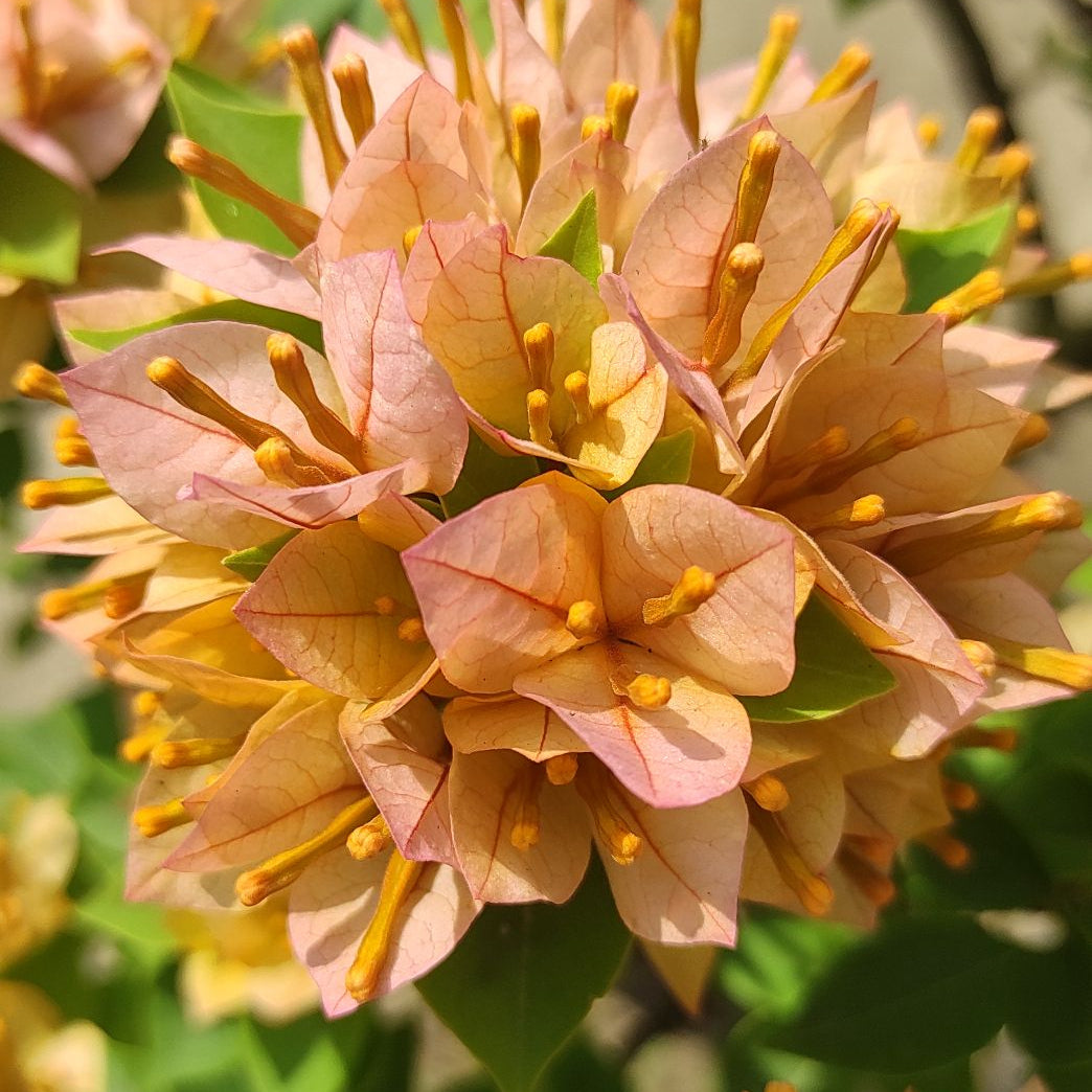 21 Jewel Peach Bougainvillea