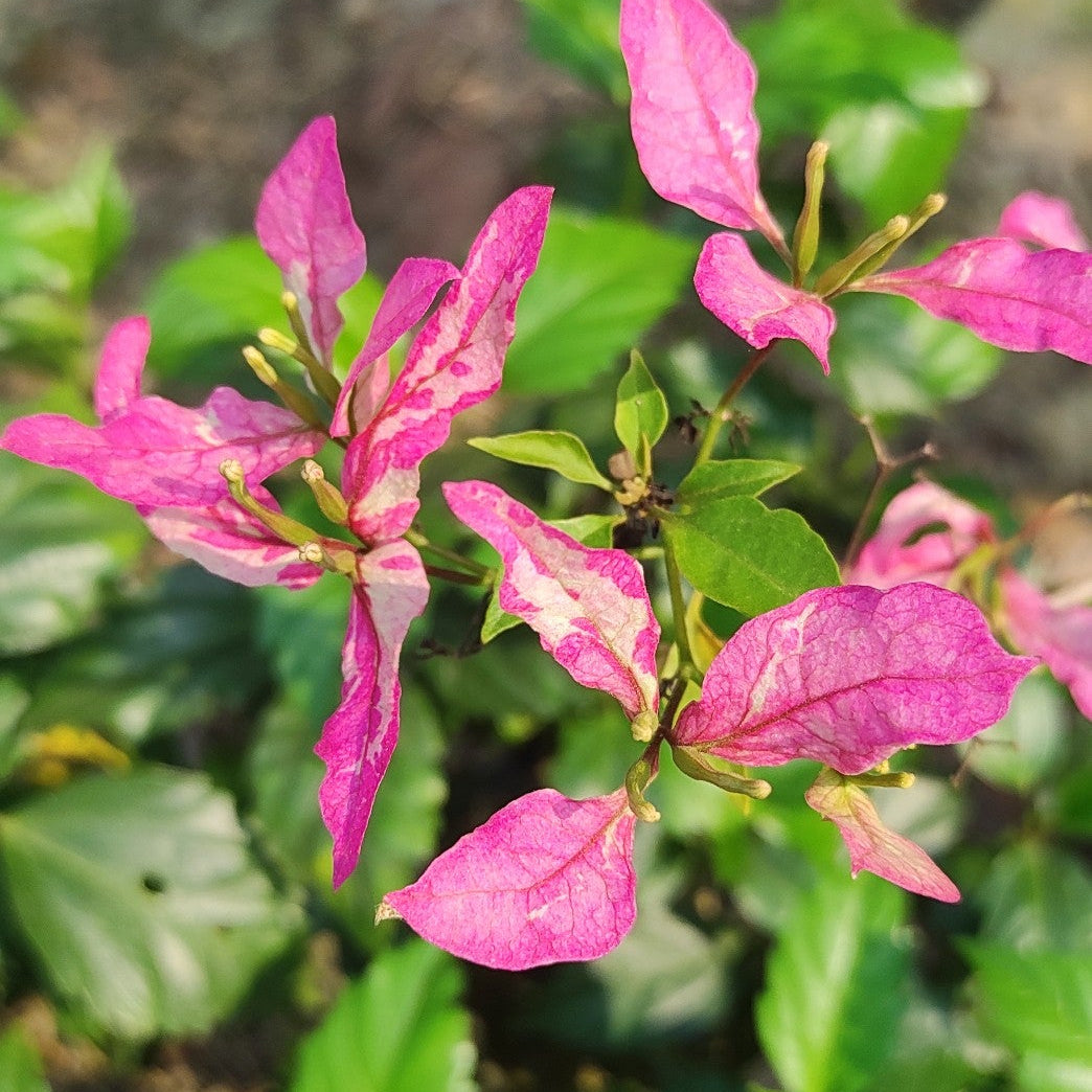 Sexy Ice Bougainvillea