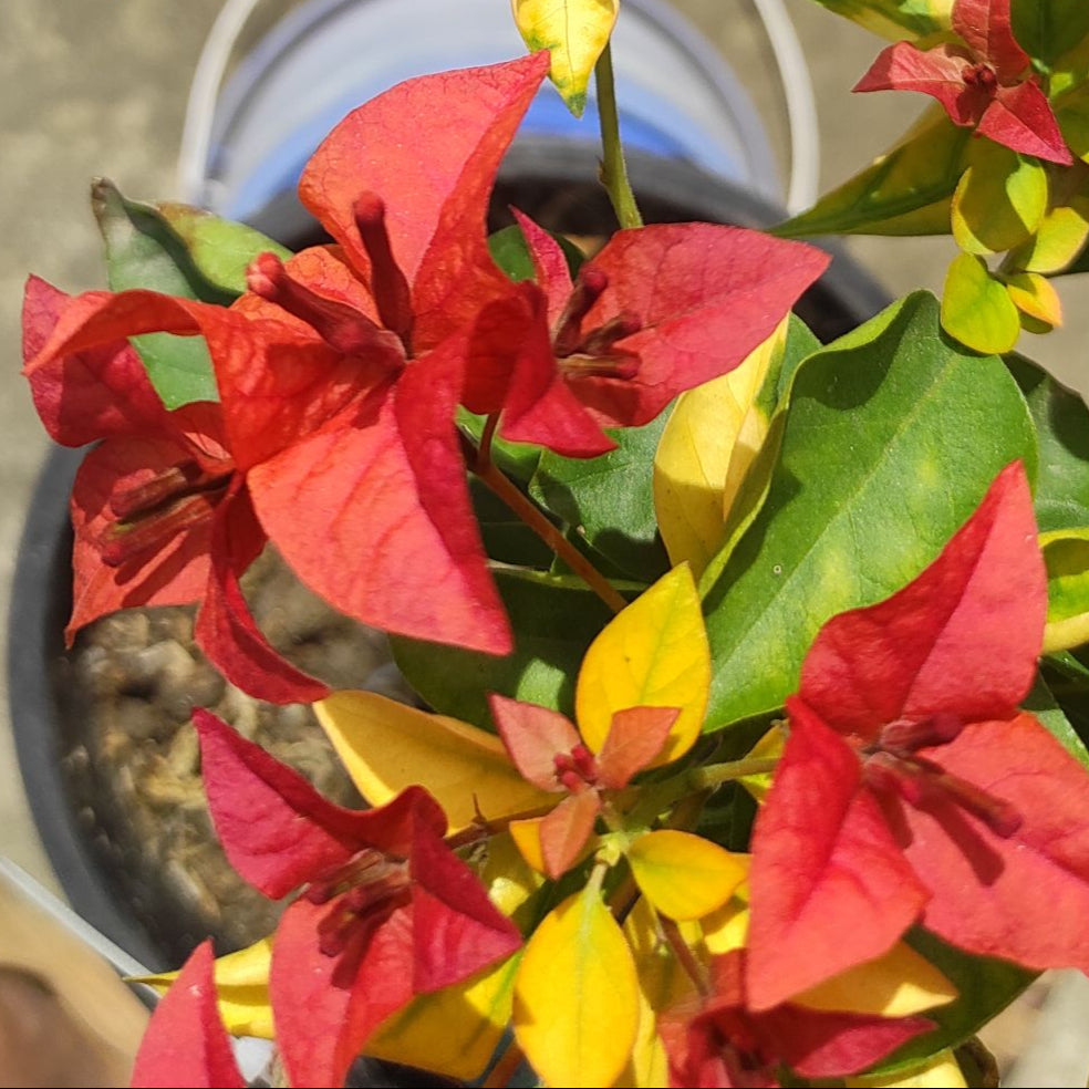 Golden Pedro Bambino bougainvillea (top rare)