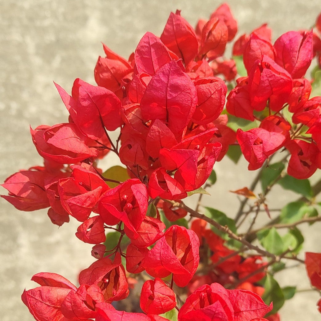 Red Tanglong Bougainvillea