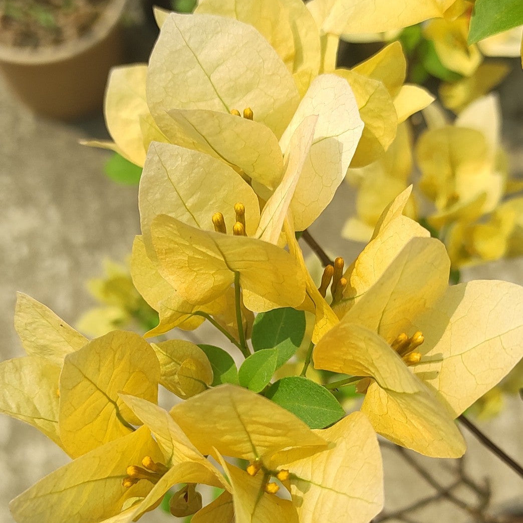 Suvarna Bougainvillea
