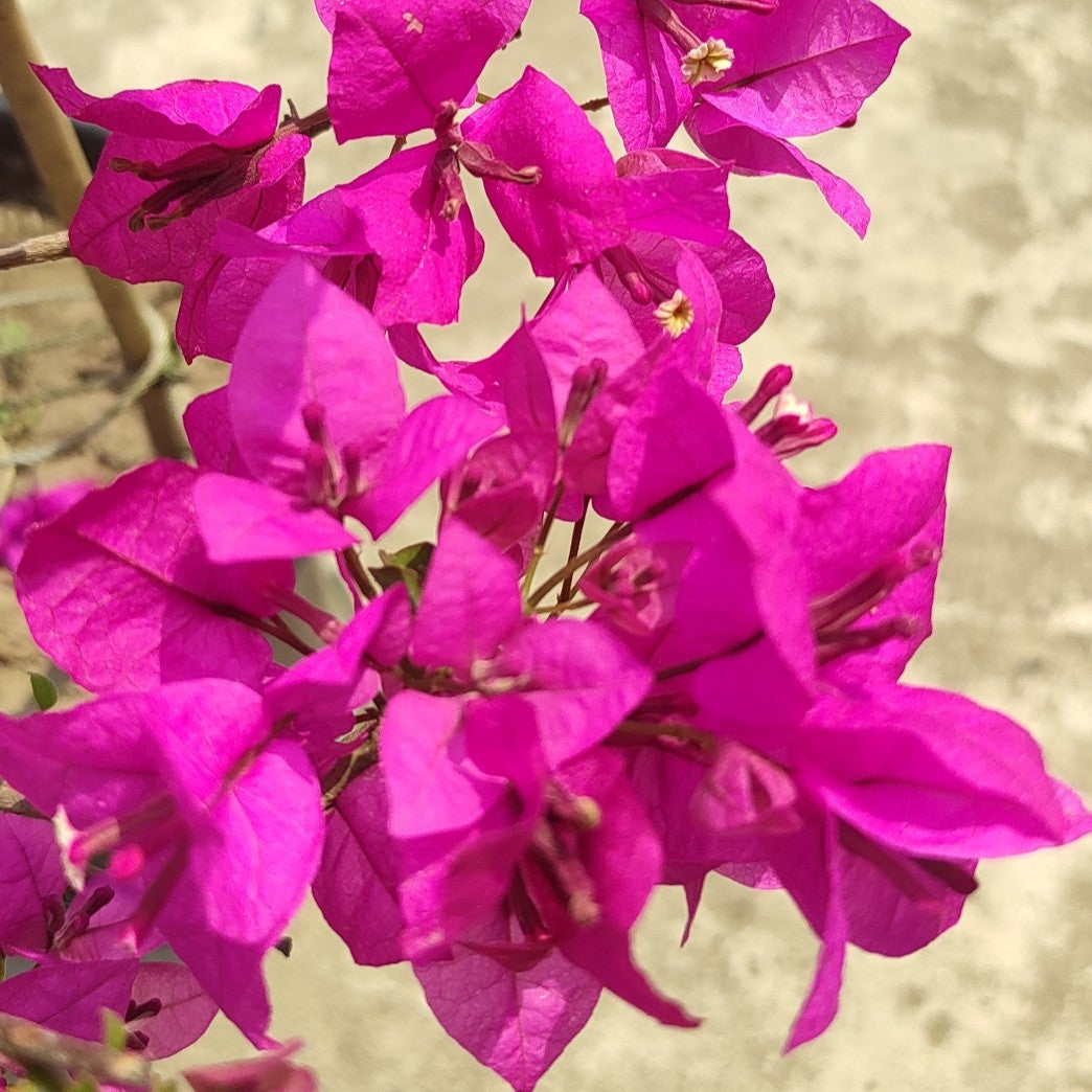Spectrum Bougainvillea