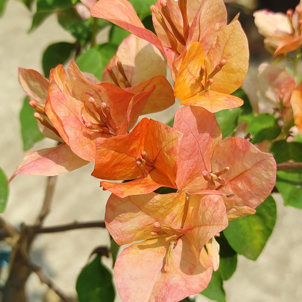 Orange September Bougainvillea