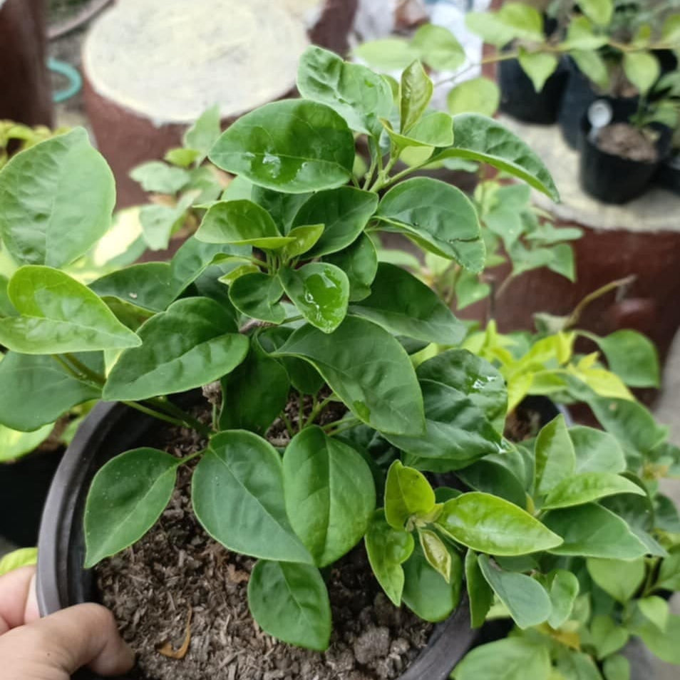 Watermelon Kiss Bougainvillea