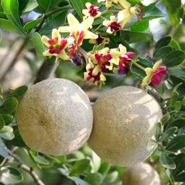 Thai Wood Apple | Feronia limonia plant