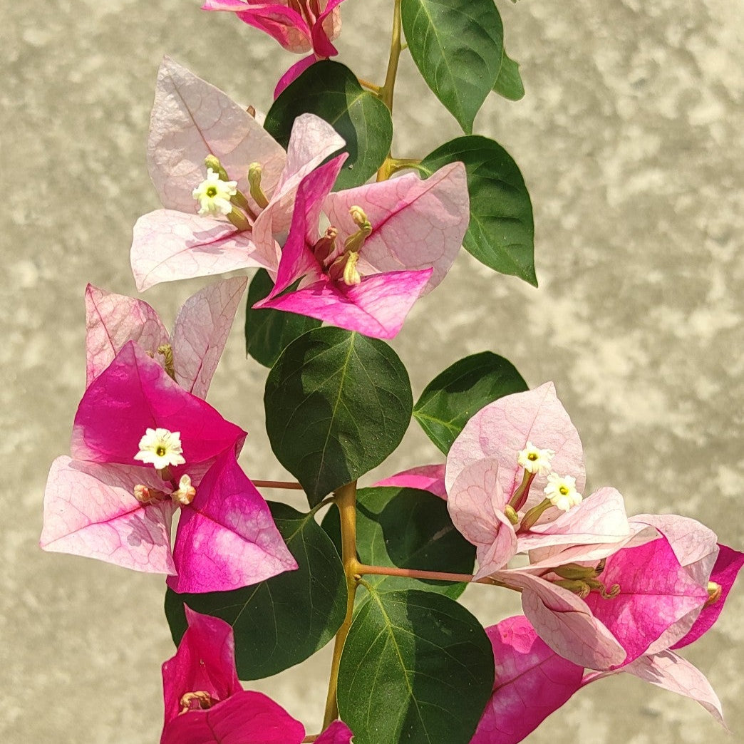 Golden Rao Bougainvillea