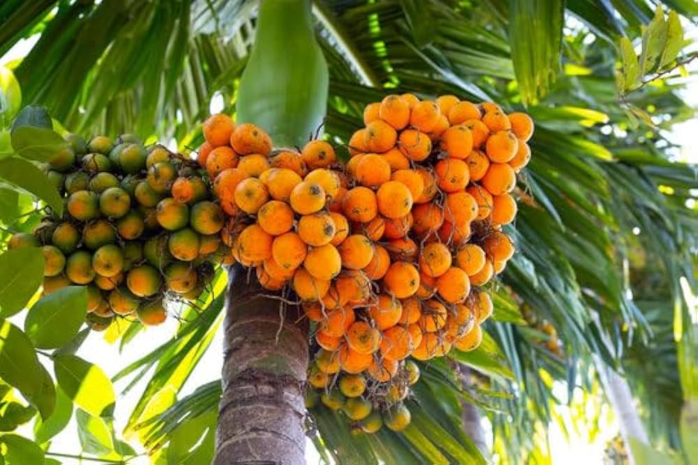 Supari Plant (Betel Nut) Plant