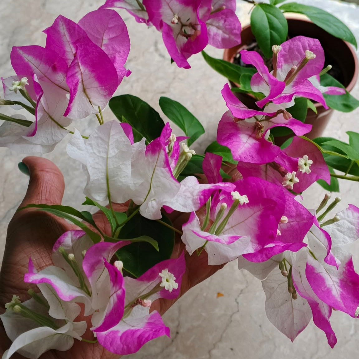 Lipstick Bougainvillea