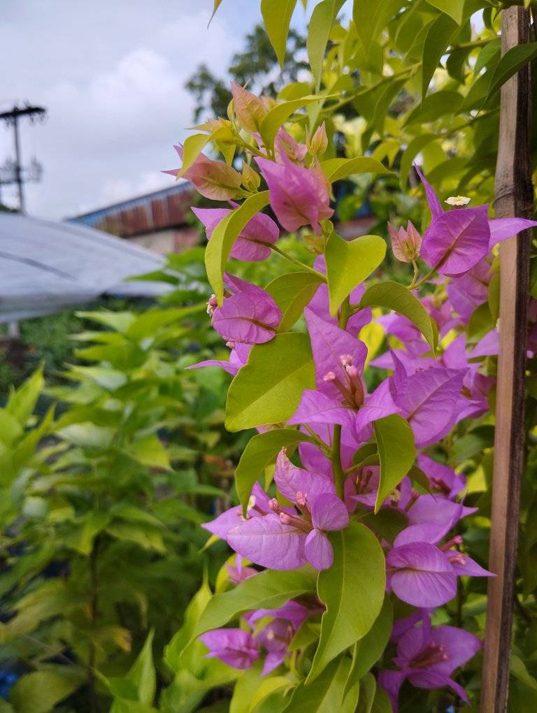 Pink Panther Taiwan Bougainvillea