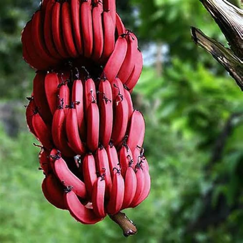Sweet Red Banana Fruit Plants