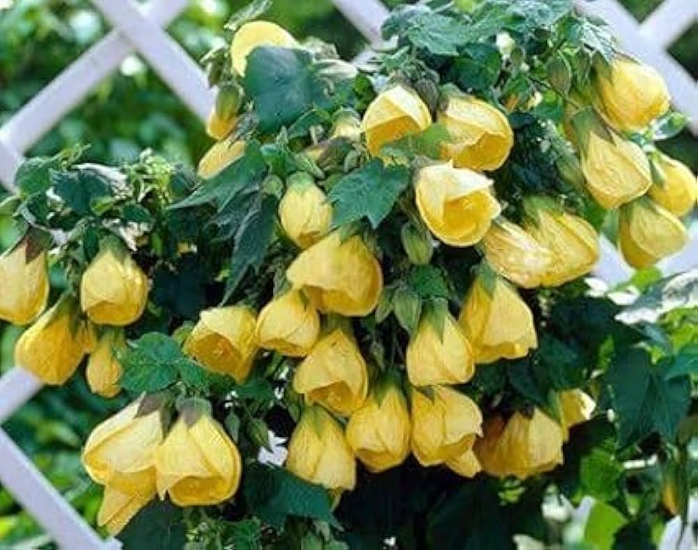 Lantern Hibiscus Flowers Plants (yellow)
