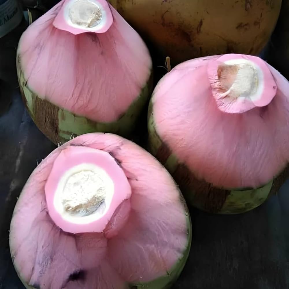 Thai Pink Coconut Fruit Plants
