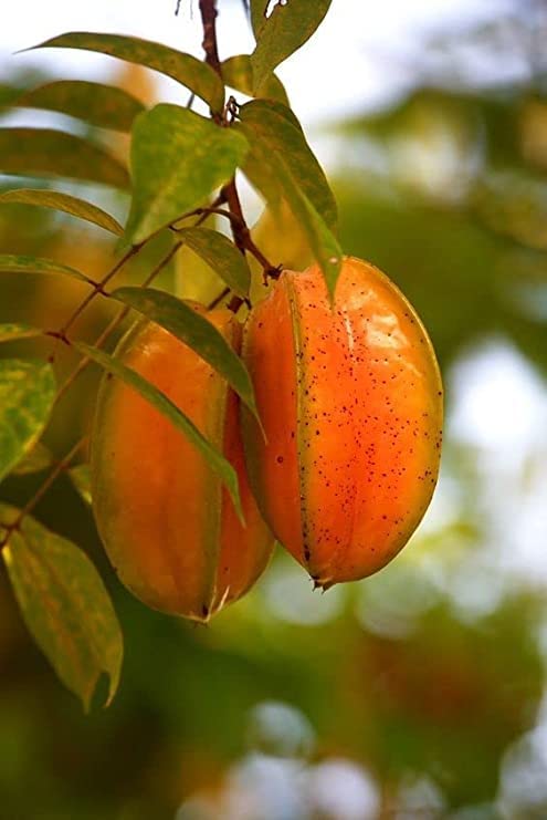 All Time Star Fruit Plant (Grafted)