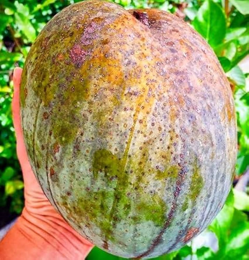 Brunei King Mango Fruit Plant (3-4KG)