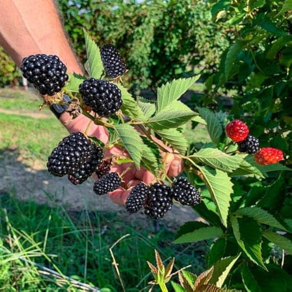 Blackberry Fruit Plant