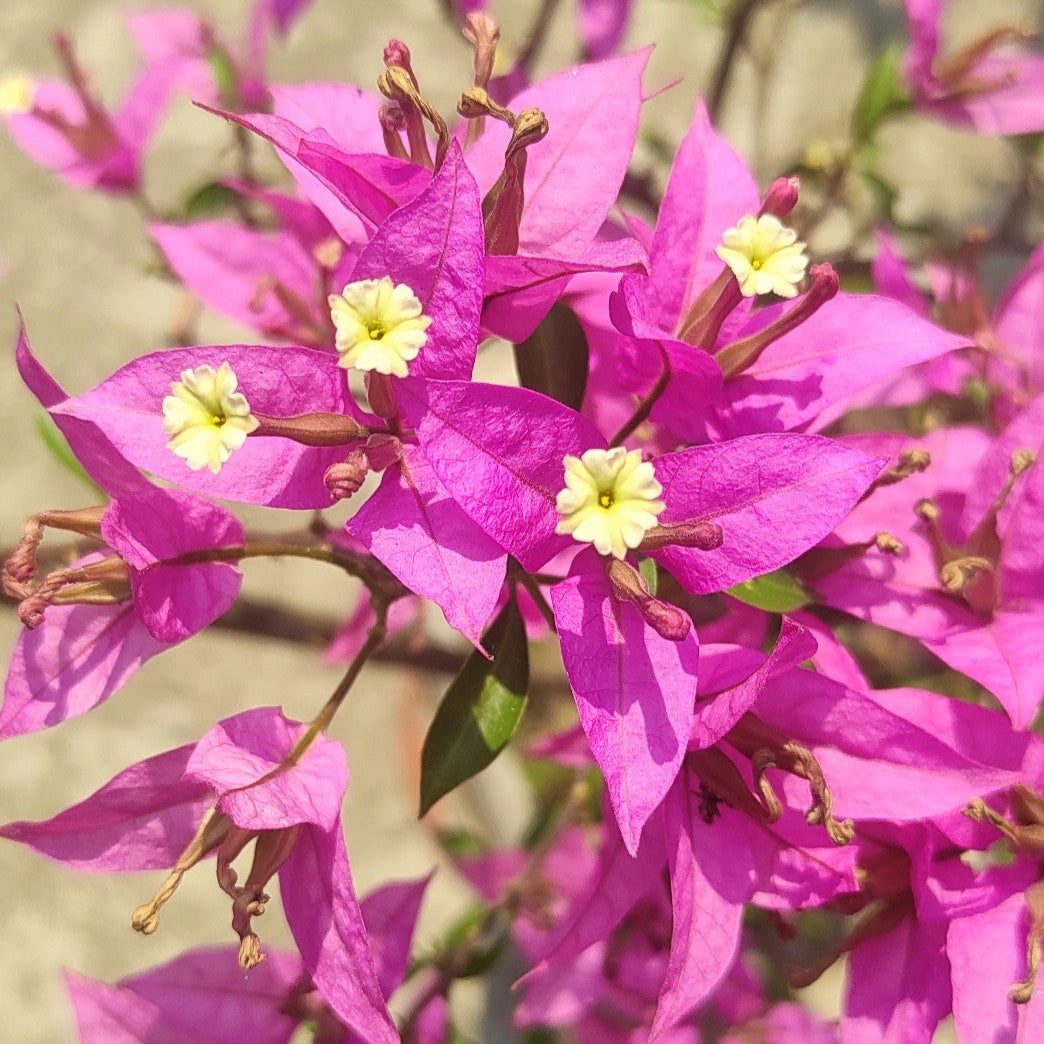 Suchitra Sen Bougainvillea