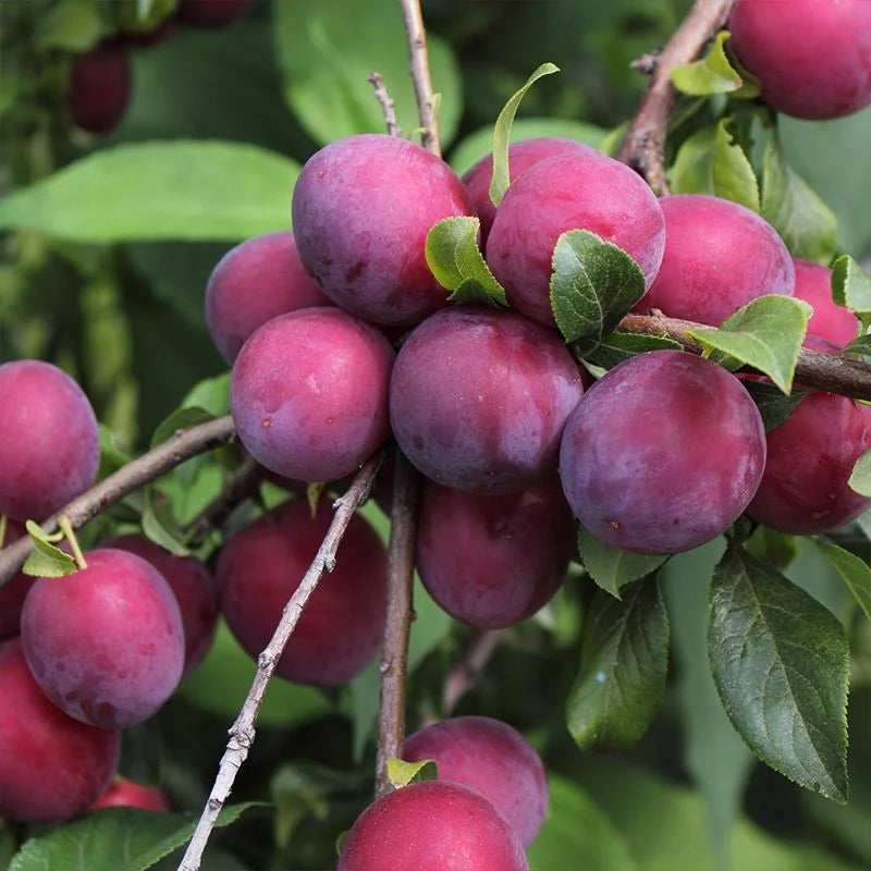 Hybrid Alubukhra Fruit Plant