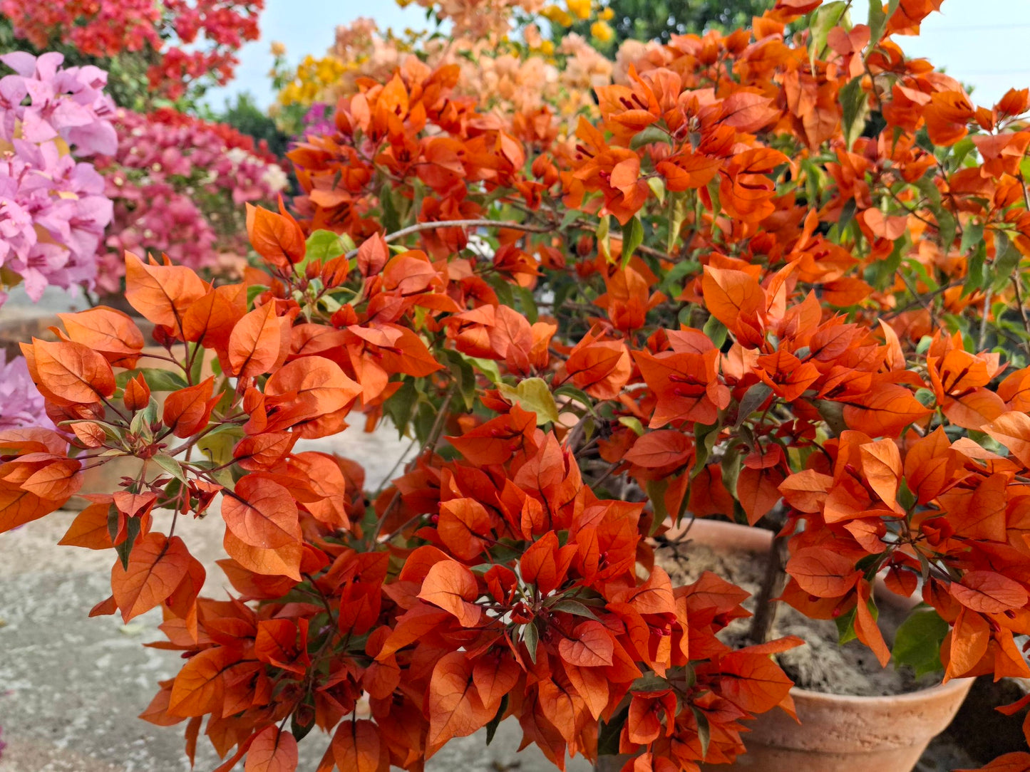 Fireopal Bougainvillea
