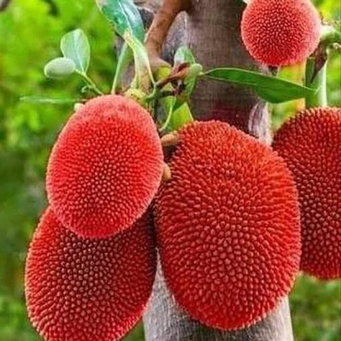 Red JackFruit Grafting Plants