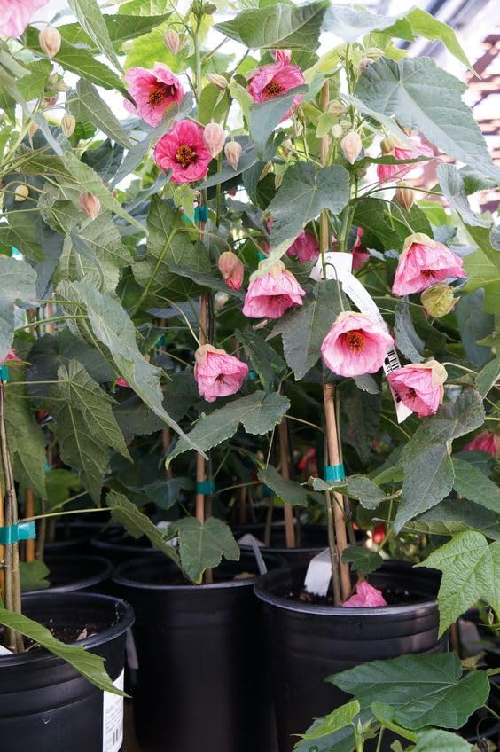 Lantern Hibiscus Flowers Plants (pink)